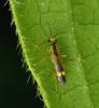 Malthinus sp.